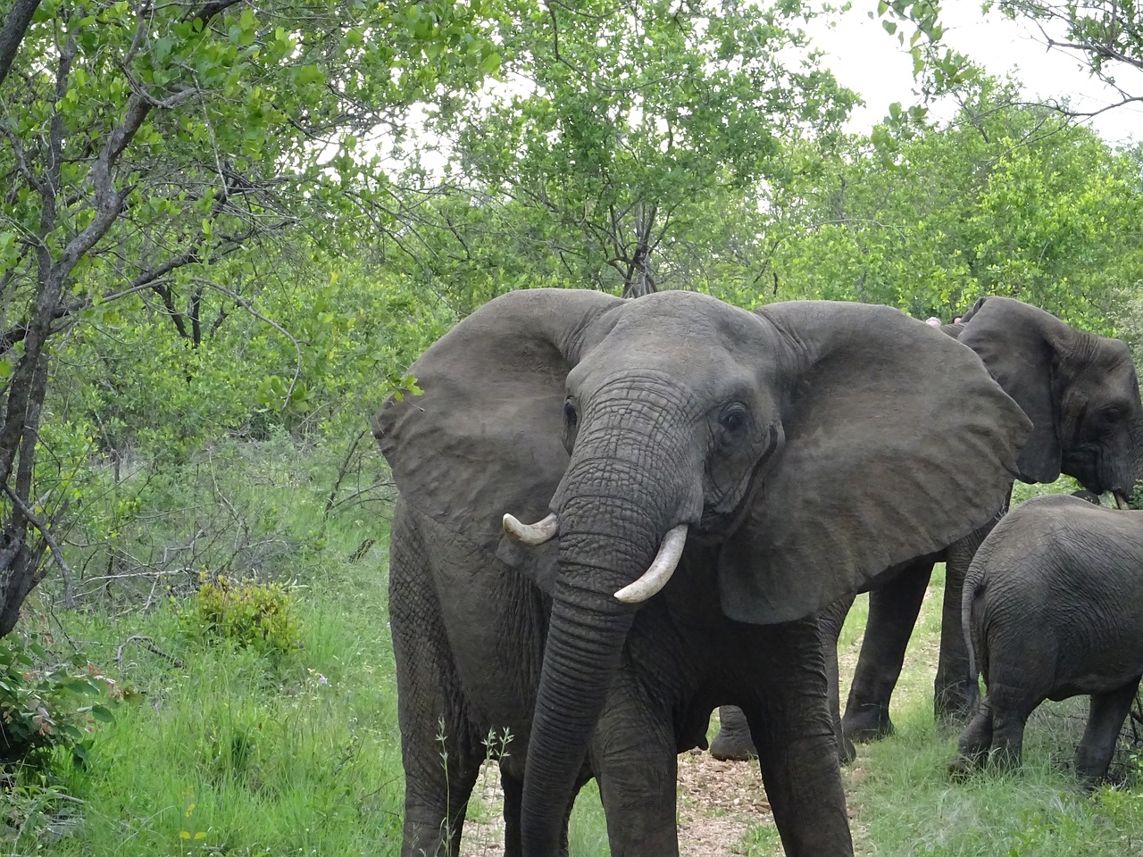 south africa malamala elephant free photo