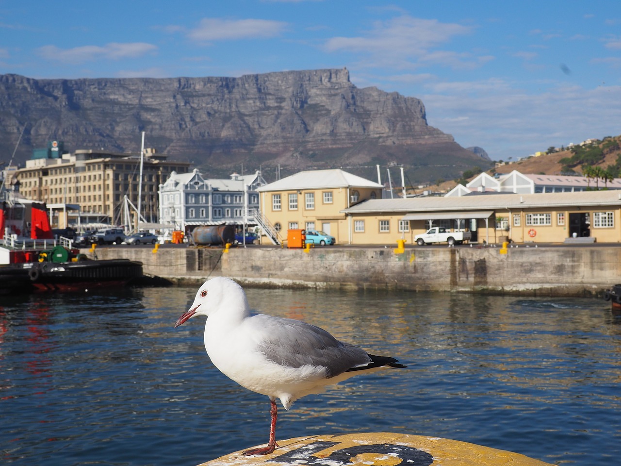 south africa cape town seagull free photo