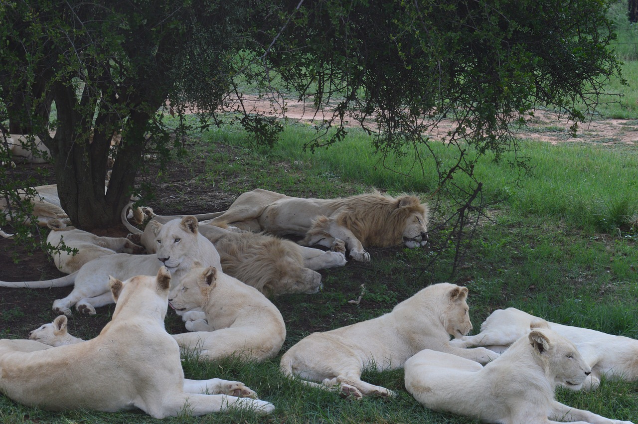 south africa lions park white lions free photo