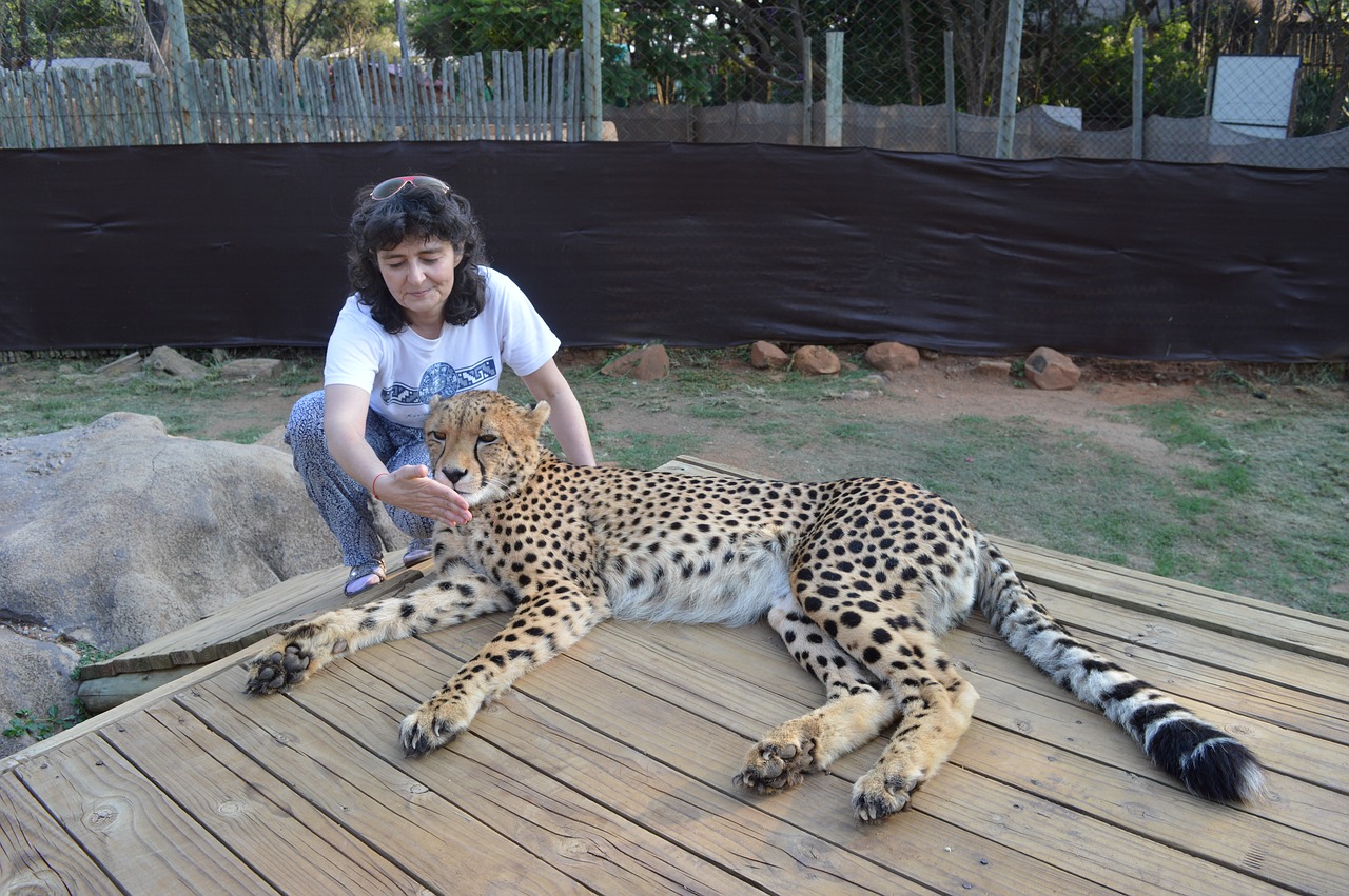 south africa lions park cheetah free photo