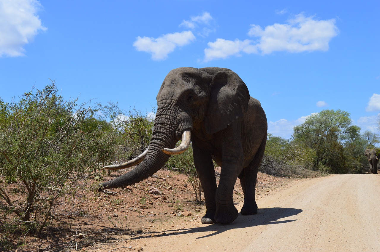south africa kruger park elephant free photo