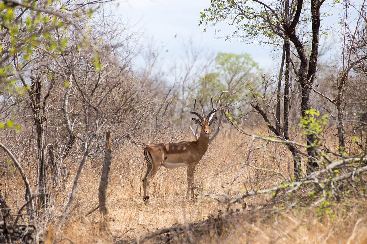 south africa forest deer free photo