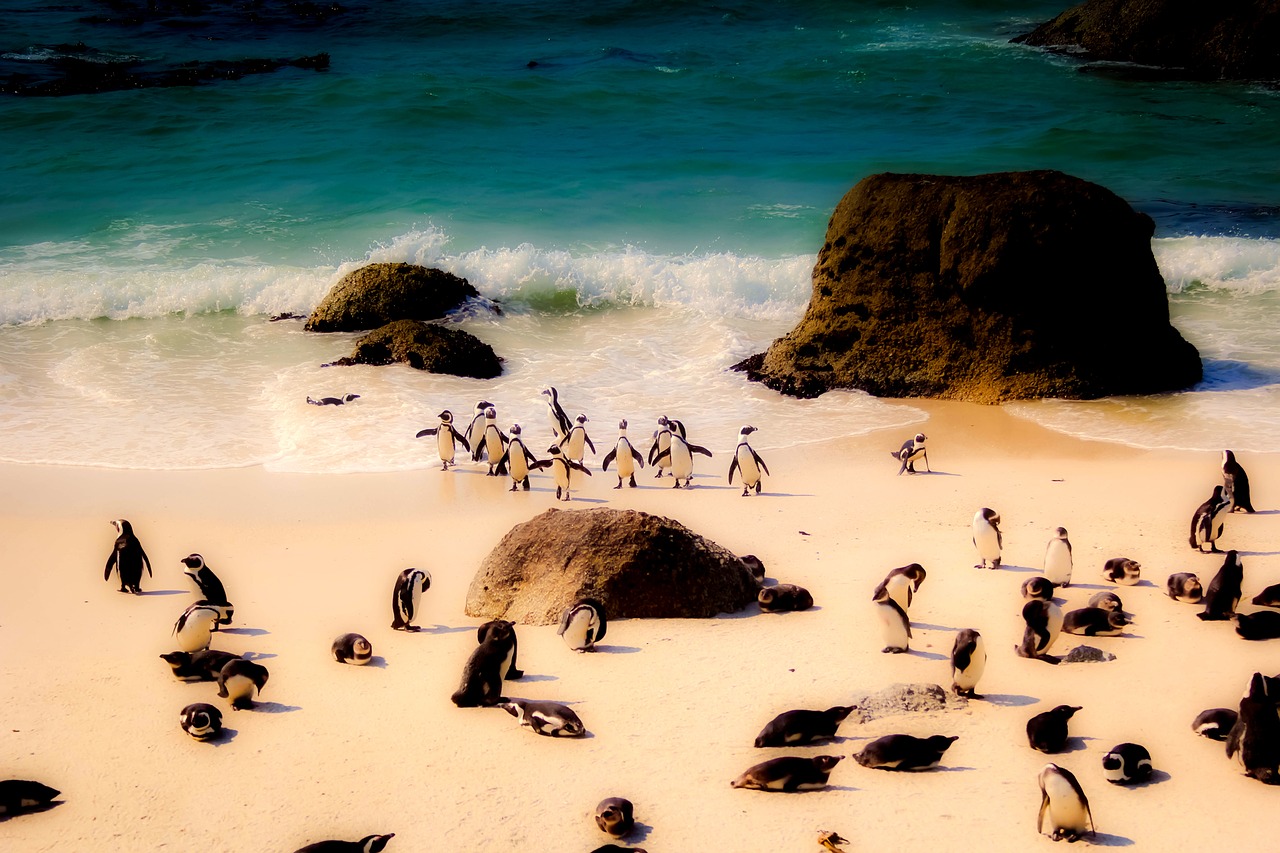 south africa penguins wildlife free photo