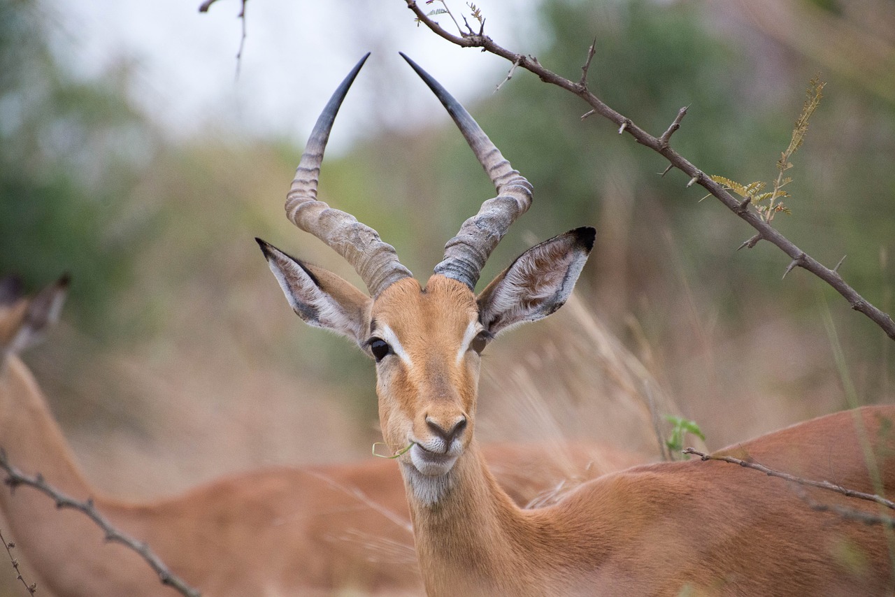 south africa antelope animal free photo