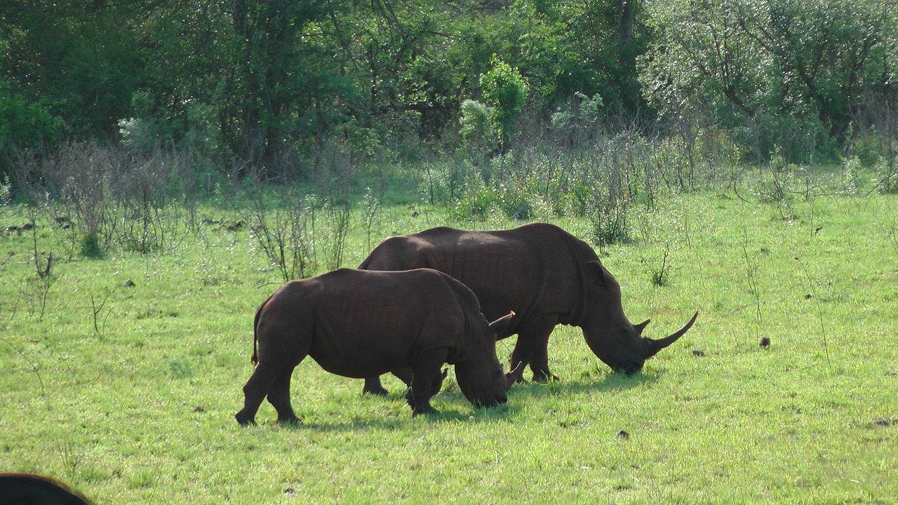 south africa animals rhino in the hluhluwe park free photo