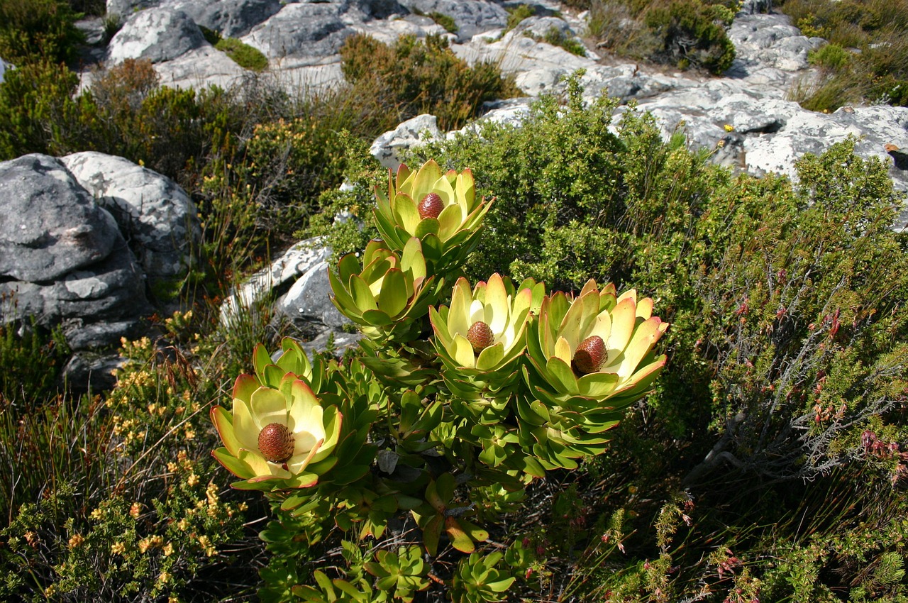 south africa flower wild plant free photo