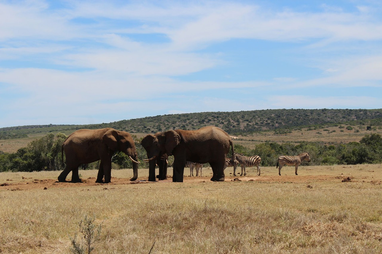 south africa park elephant free photo