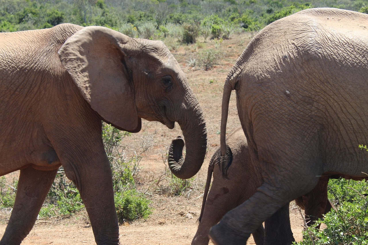 south africa elephant addo national park free photo