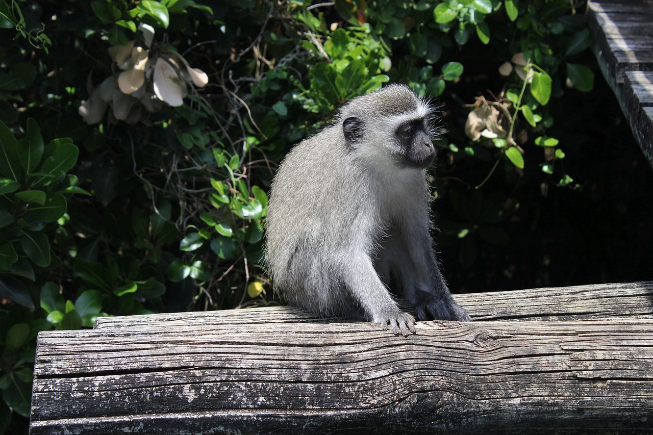 south africa monkey addo park free photo