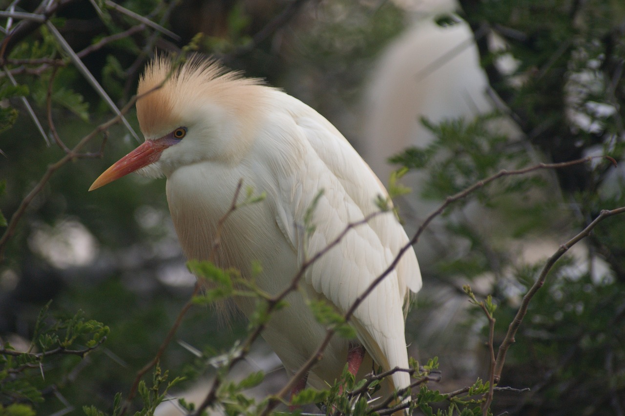 south africa bird animal free photo