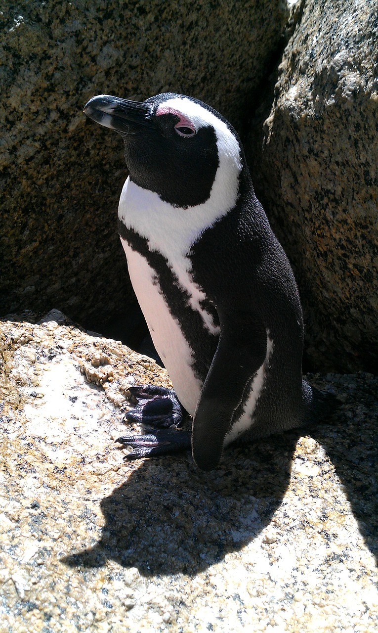 south africa penguin beach free photo