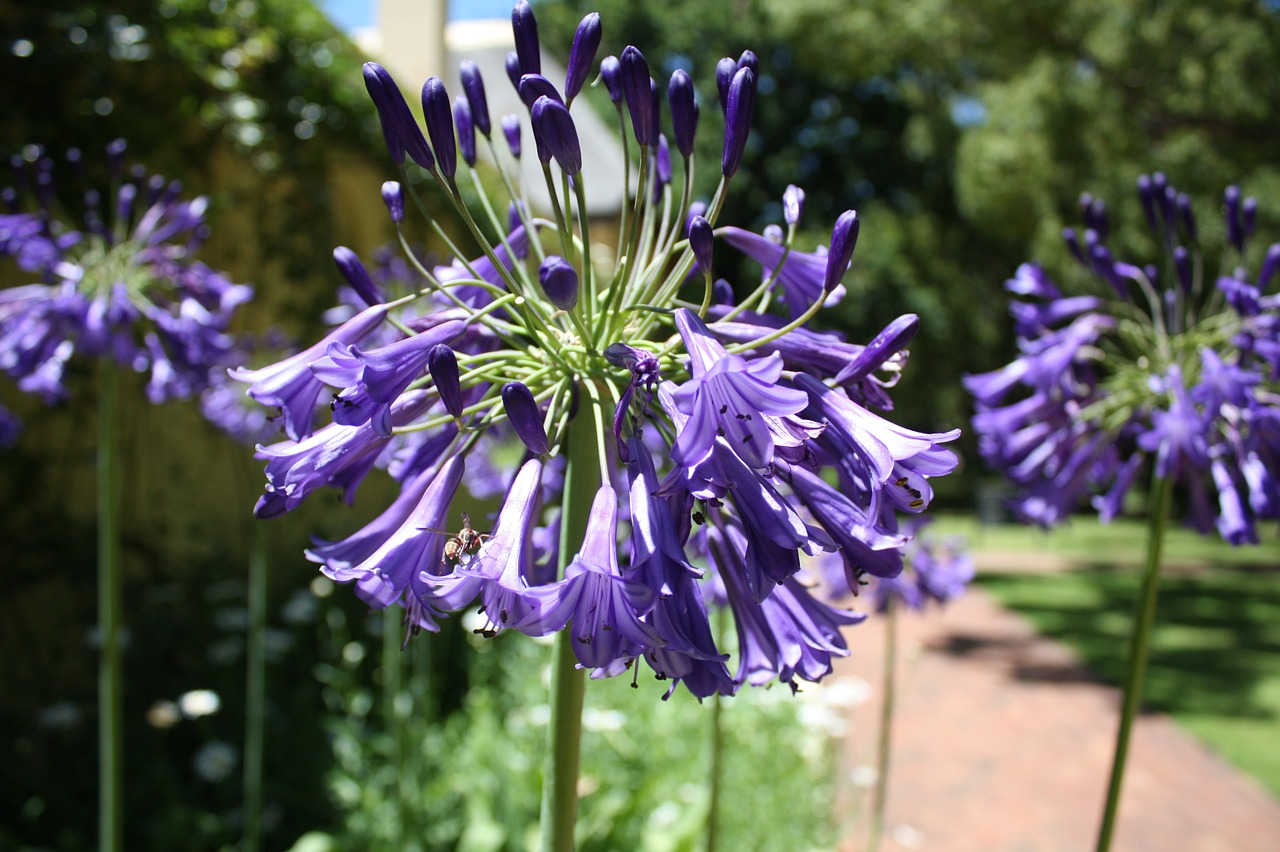 south africa flower plant free photo