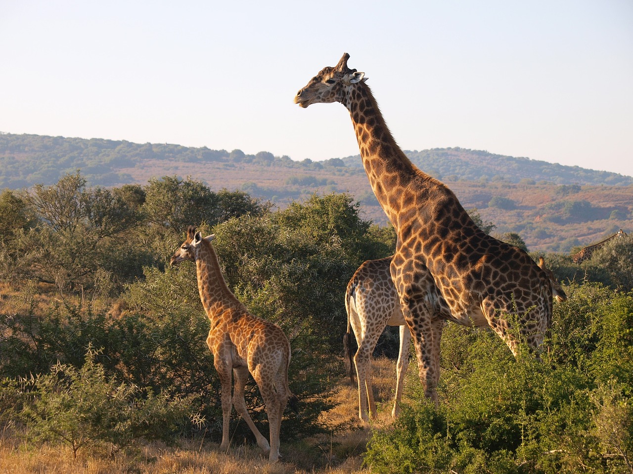 south africa national park giraffe free photo