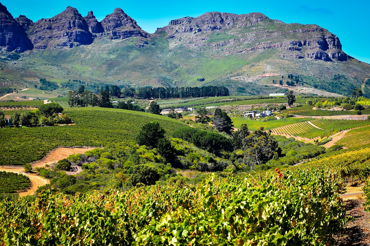 south africa vineyard landscape free photo