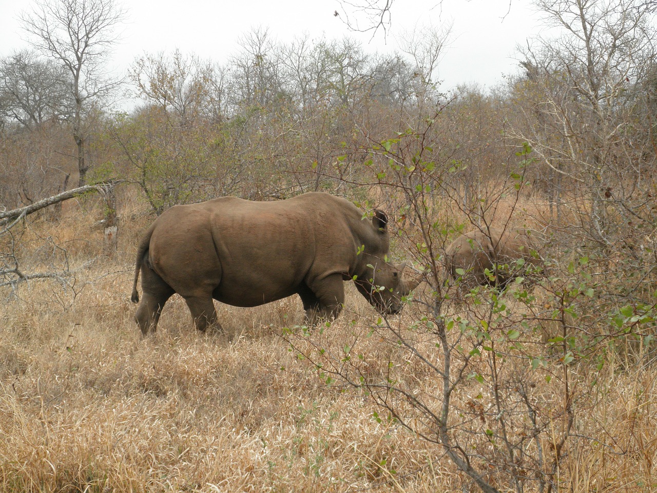 south africa rhino safari free photo