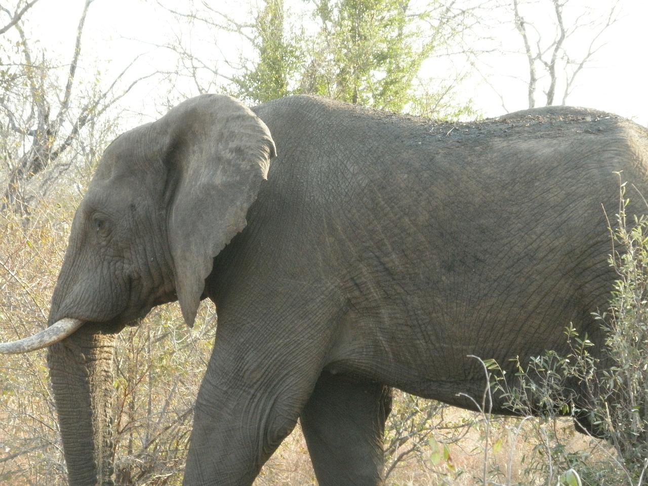 south africa african bush elephant bushland free photo
