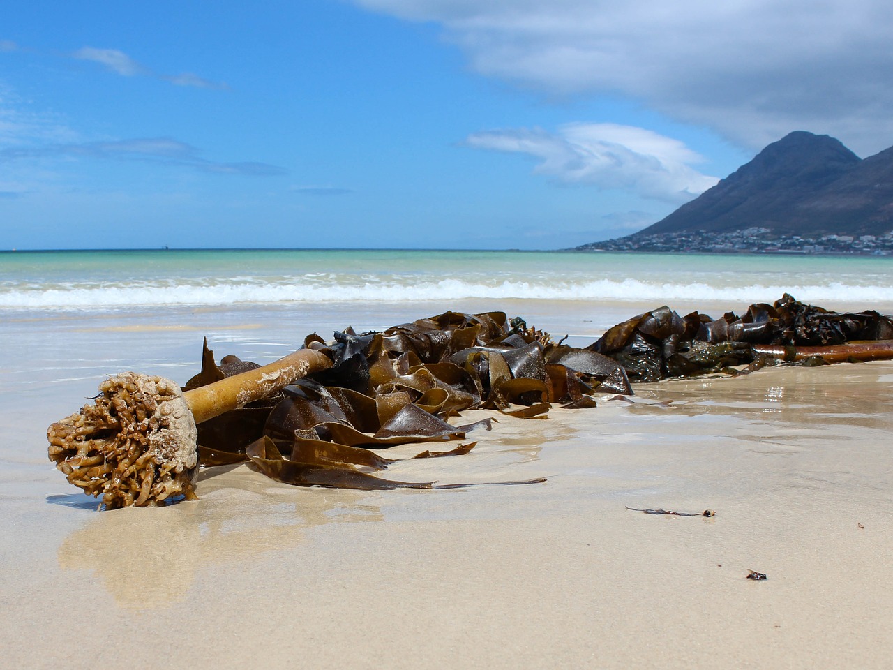 south africa  beach  ocean free photo