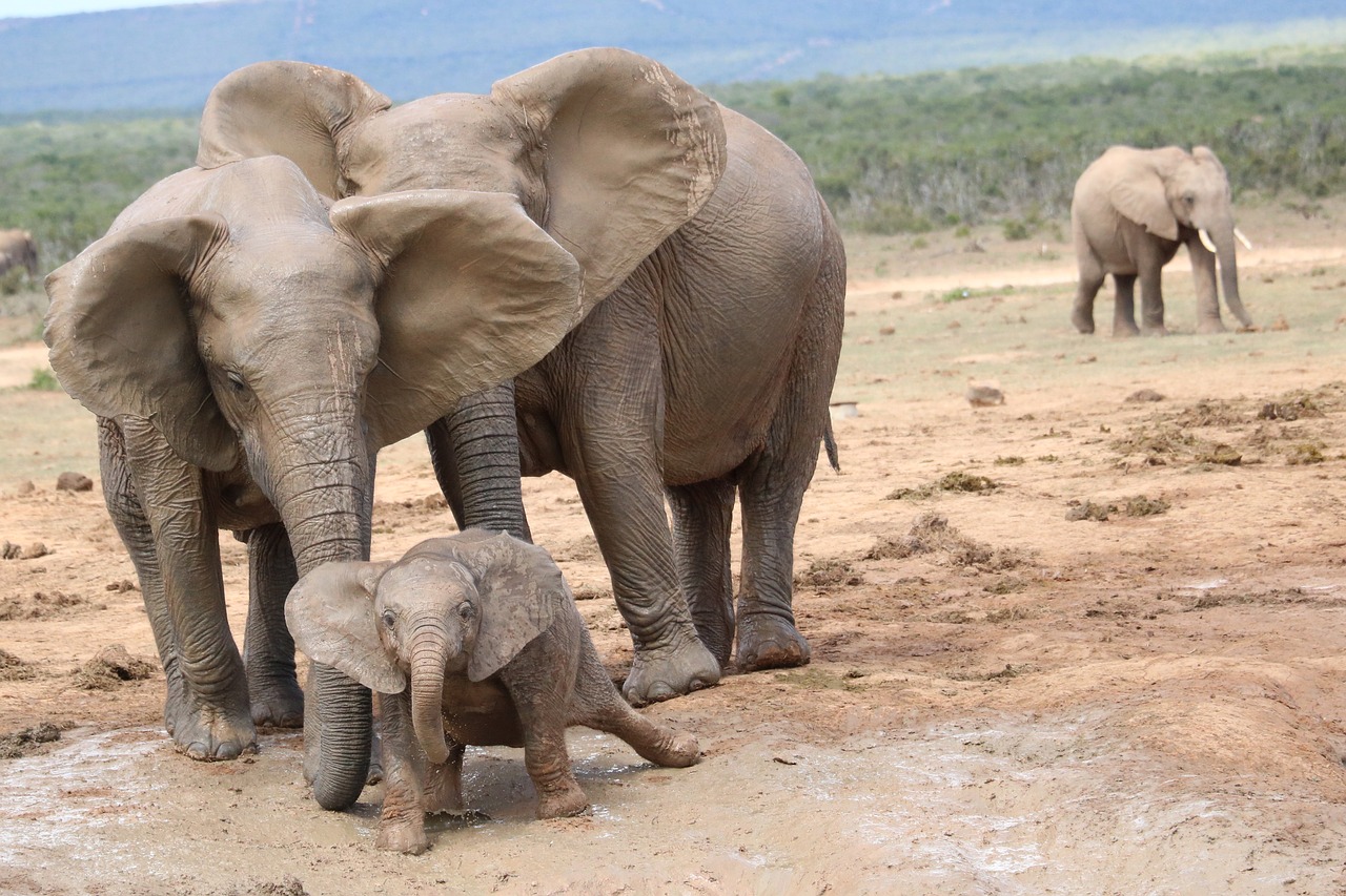 south africa  elephant  addo national park free photo