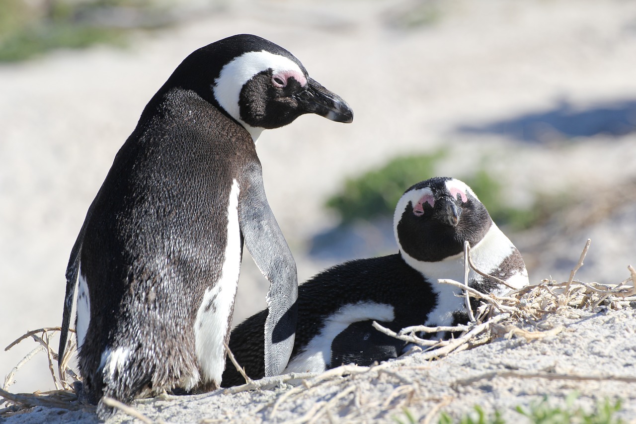 south africa  penguins  penguin free photo