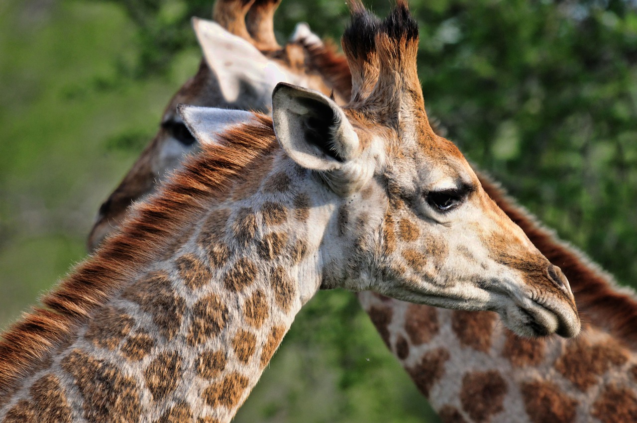 south africa  giraffe  nature free photo