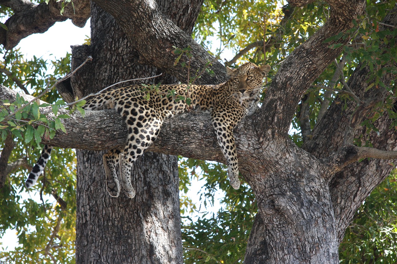 south africa  duluni  leopard free photo