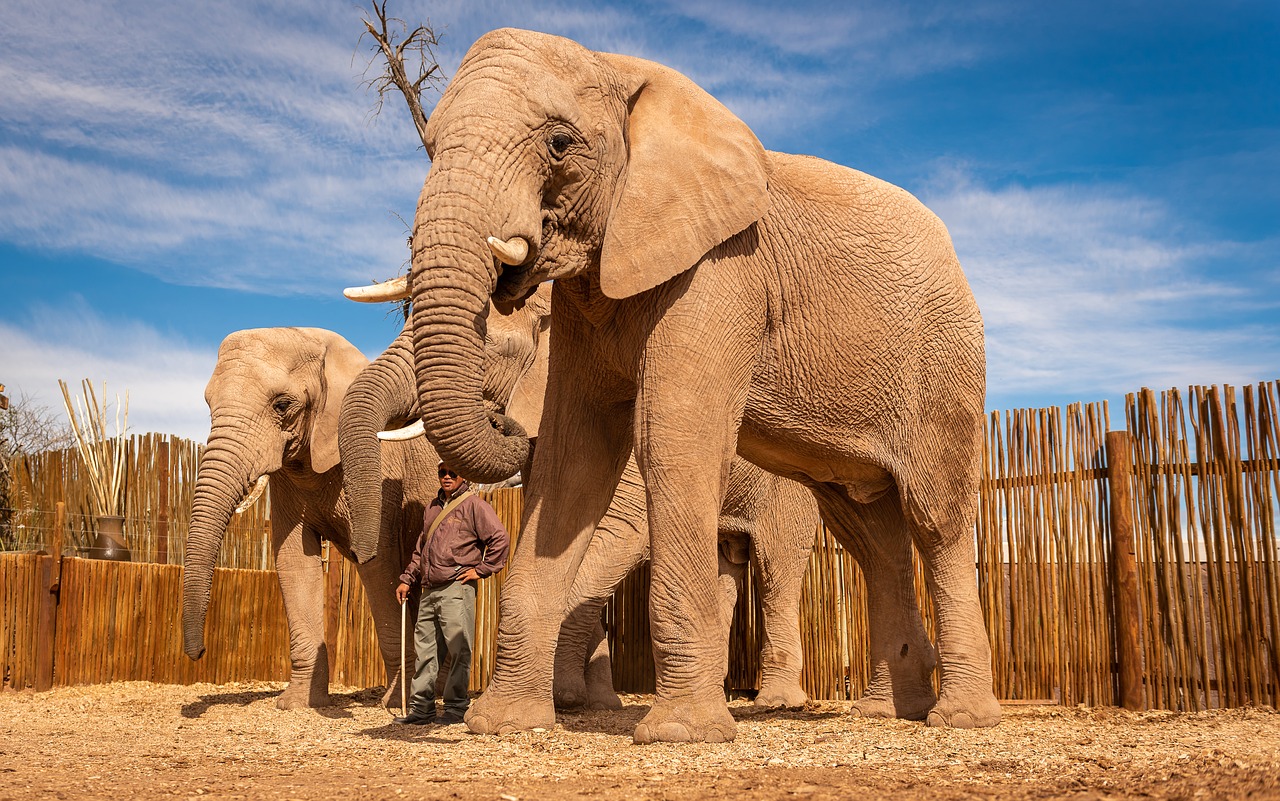 south africa  elephant  africa free photo