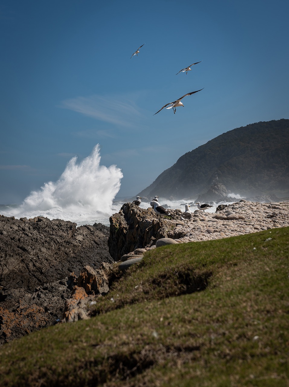 south africa  coast  surf free photo