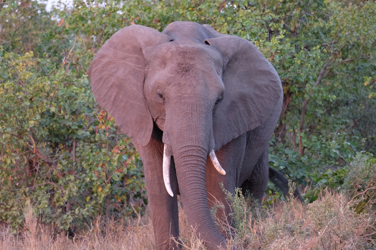 south africa  elephant  safari free photo