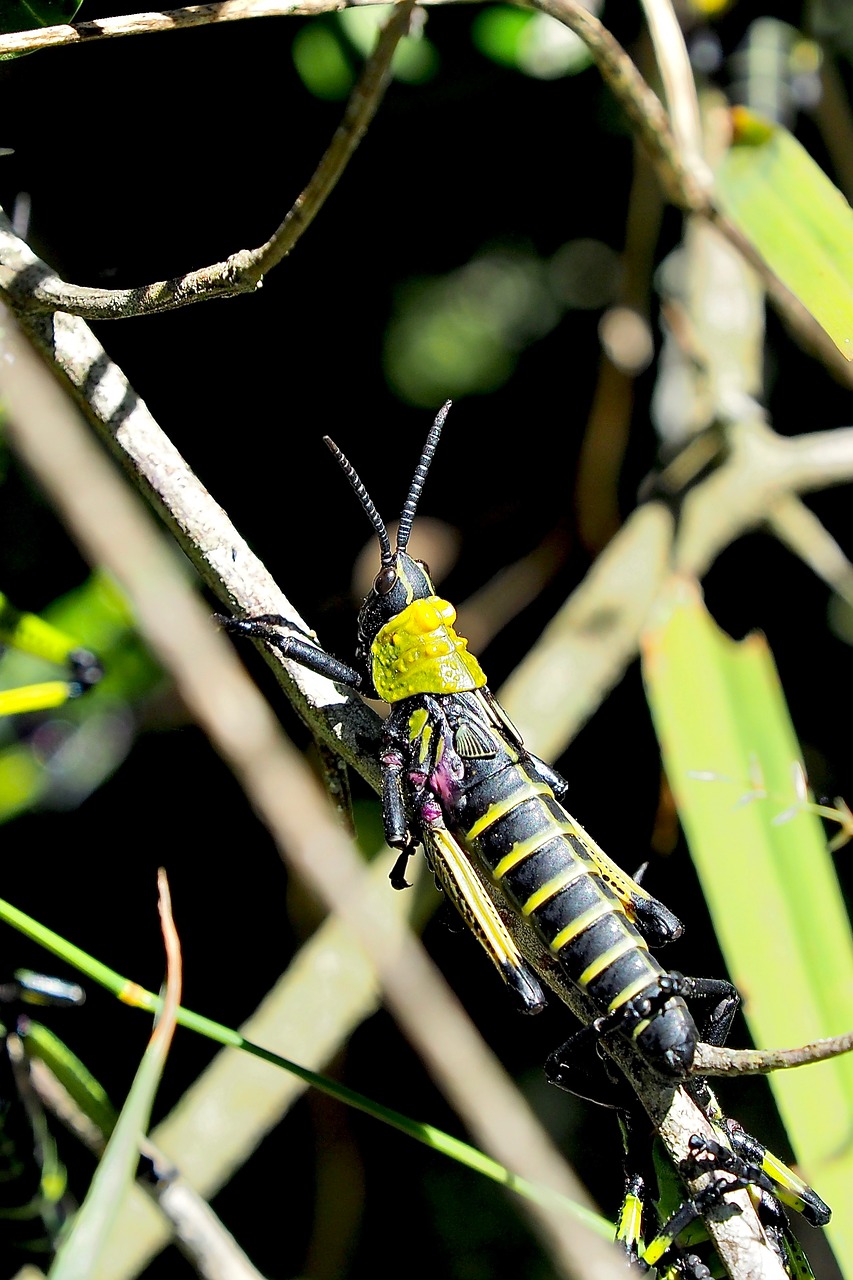 south africa  grasshopper  insect free photo