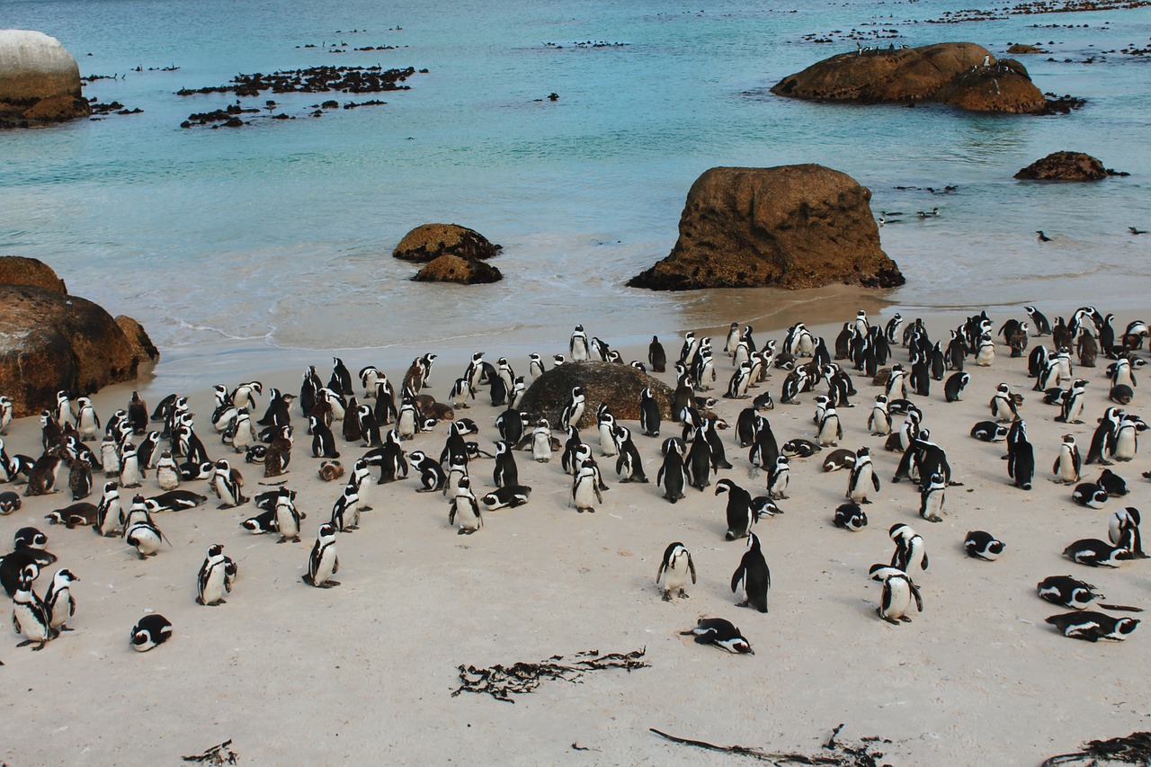south áfrica  cape town  penguin free photo