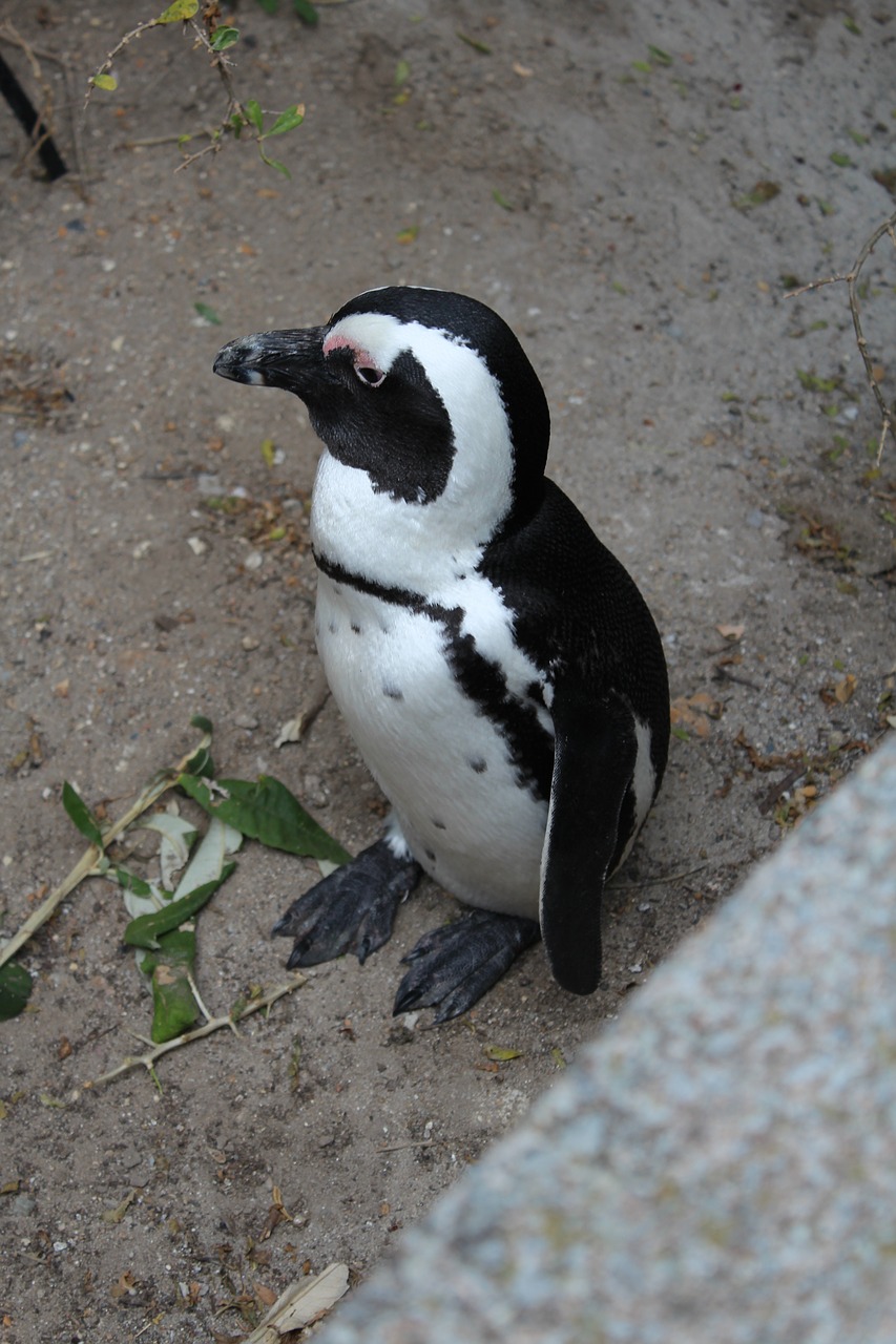 south áfrica  cape town  penguin free photo