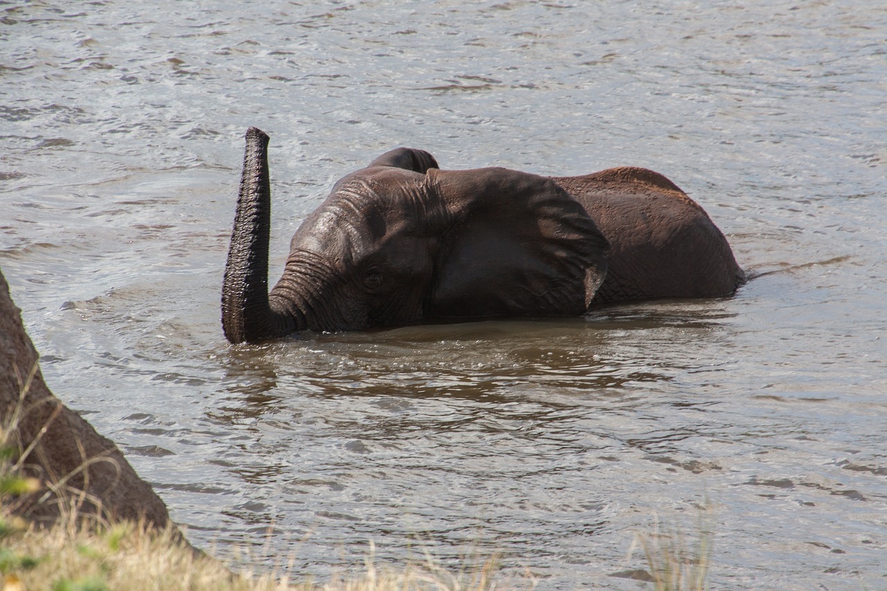 south africa  elephant  water free photo