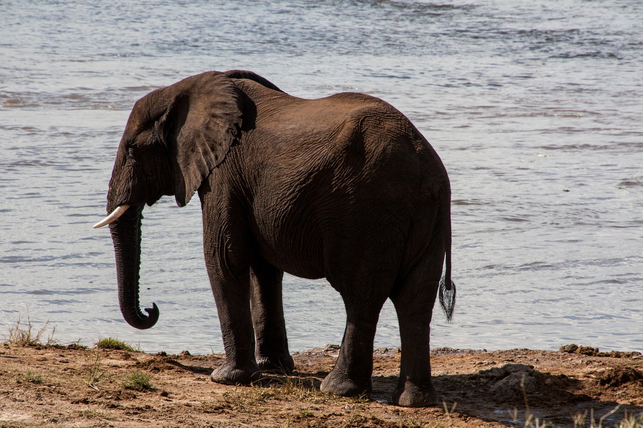 south africa  elephant  water free photo