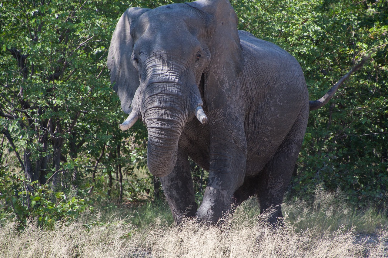 south africa  elephant  safari free photo