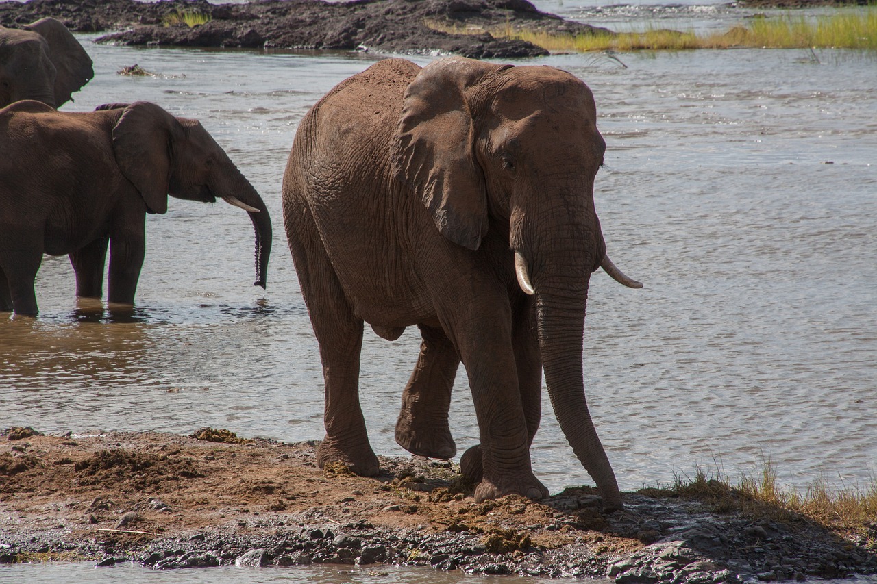 south africa  elephant  water free photo