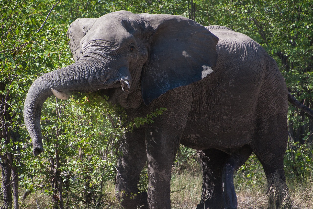 south africa  elephant  safari free photo