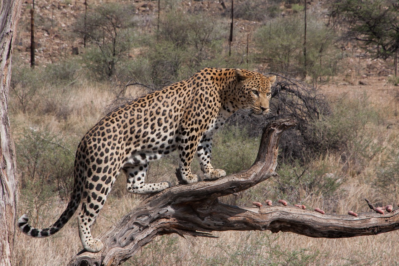 south africa  leopard  wilderness free photo