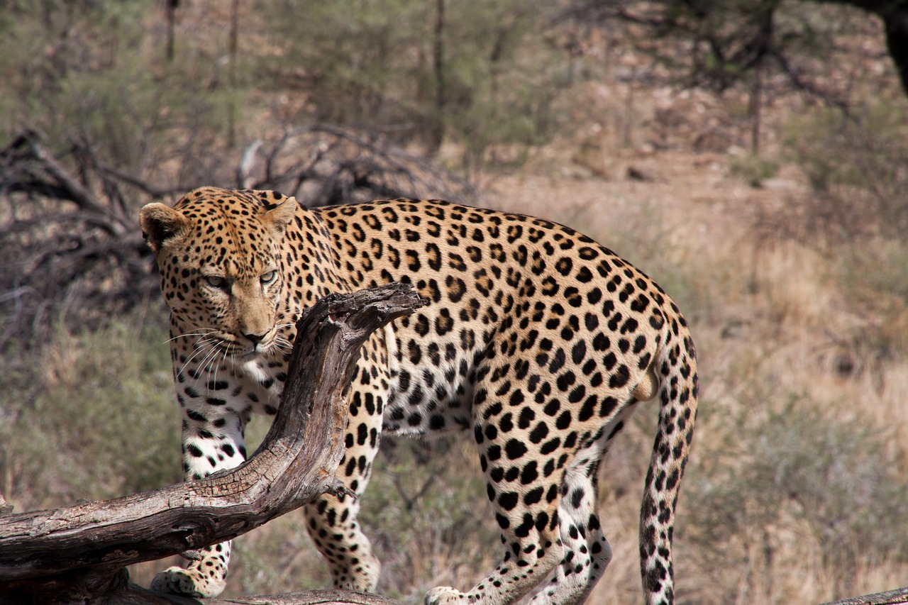 south africa  leopard  wilderness free photo