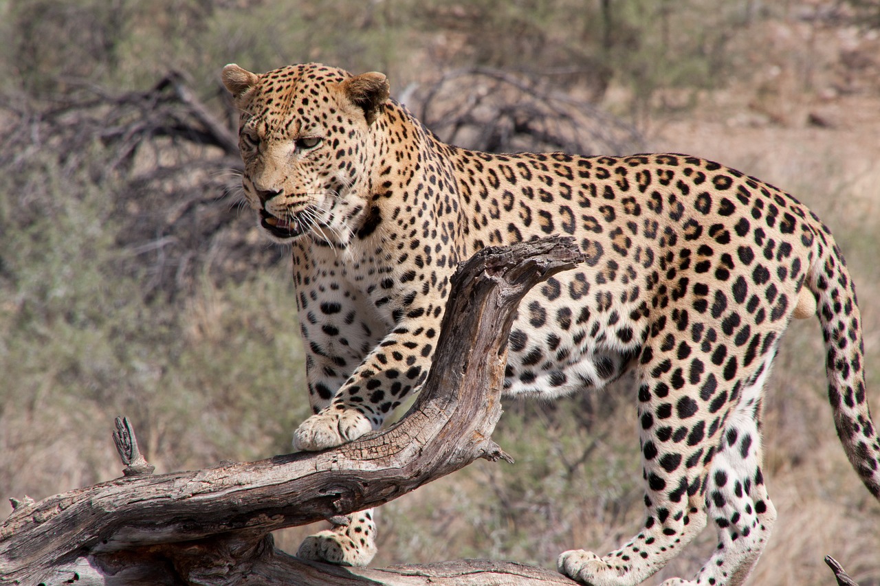 south africa  leopard  wilderness free photo