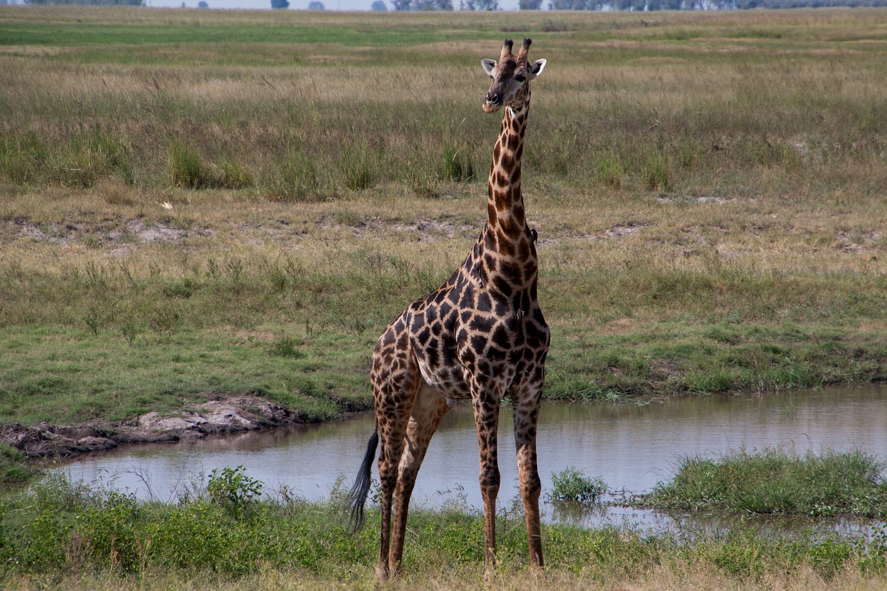 south africa  giraffe  safari free photo