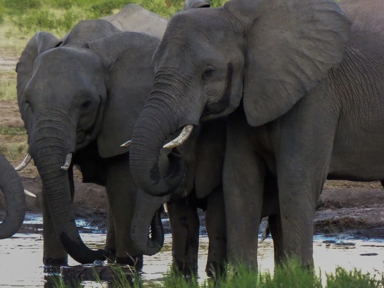 south africa  safari  elephant free photo