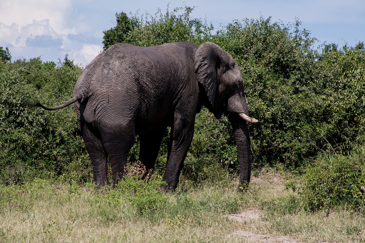 south africa  safari  elephant free photo