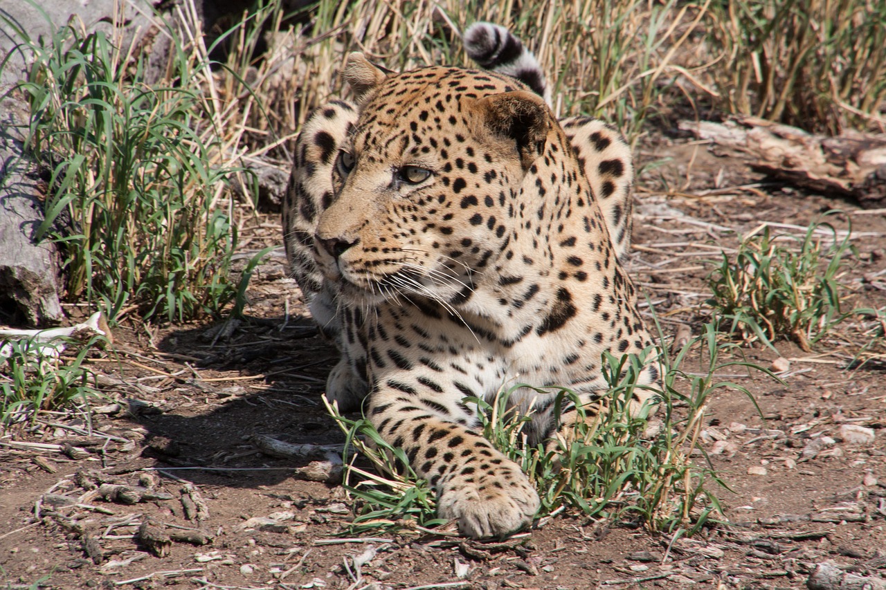 south africa  wild animal  leopard free photo