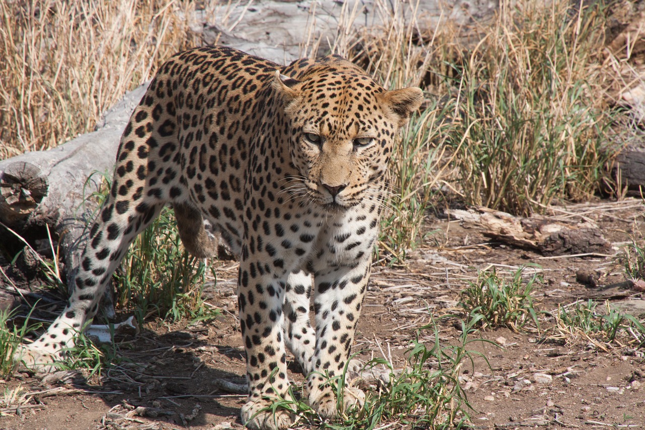 south africa  wild animal  leopard free photo