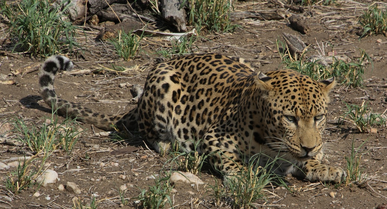 south africa  wild animal  leopard free photo