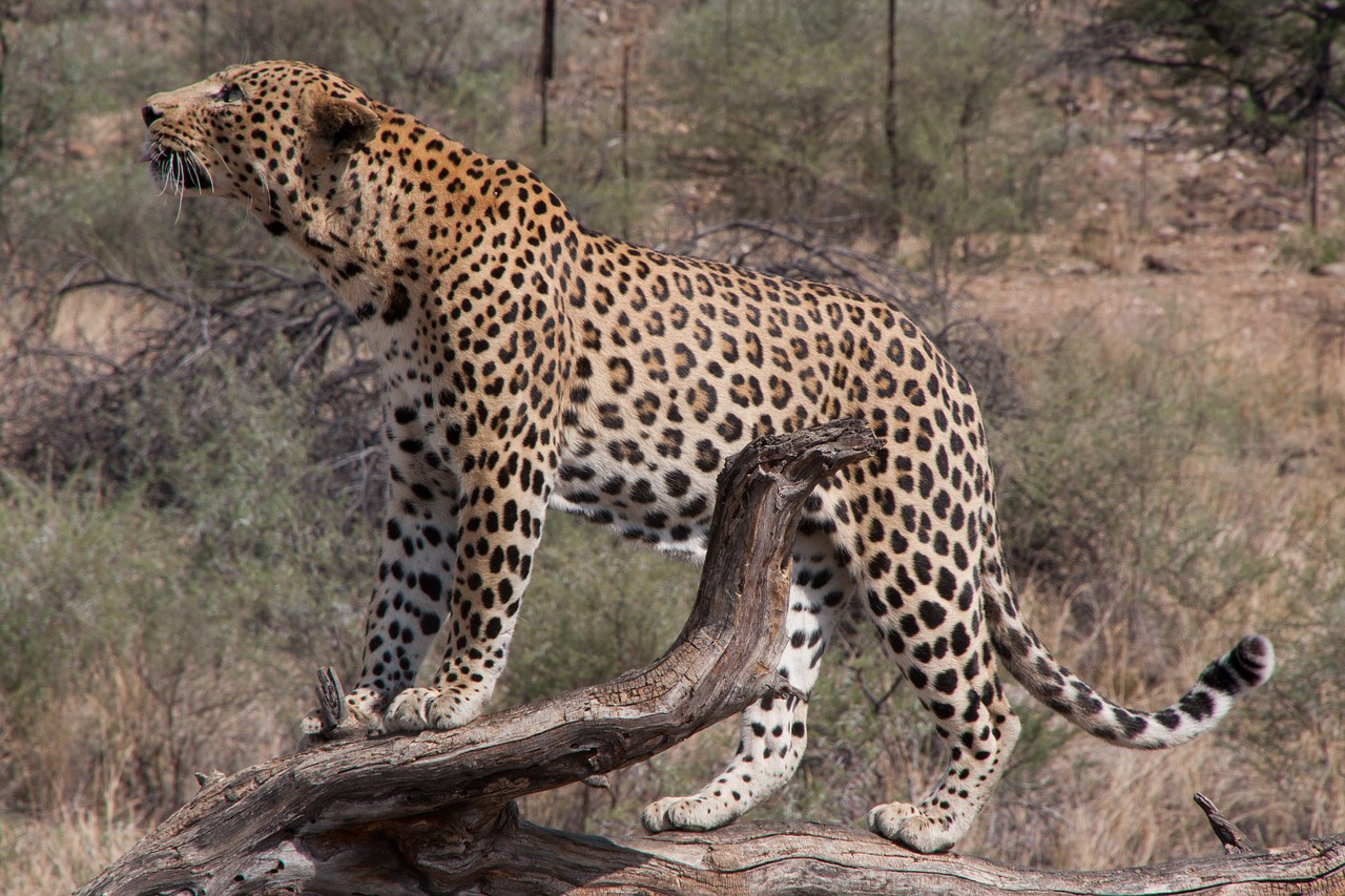 south africa  wild animal  leopard free photo