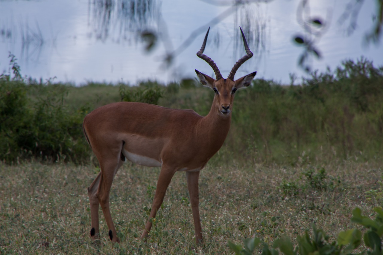 south africa  antelope  safari free photo