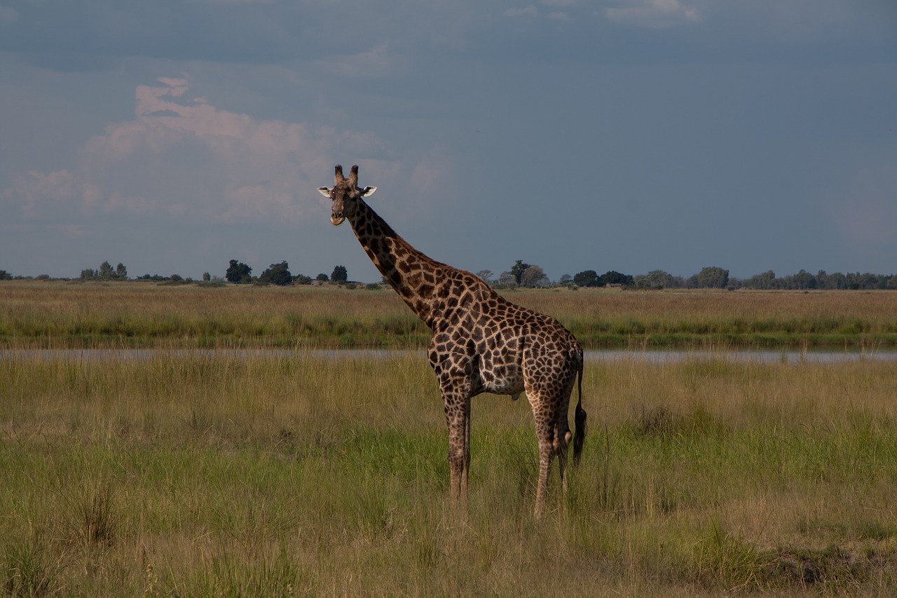 south africa  safari  nature free photo