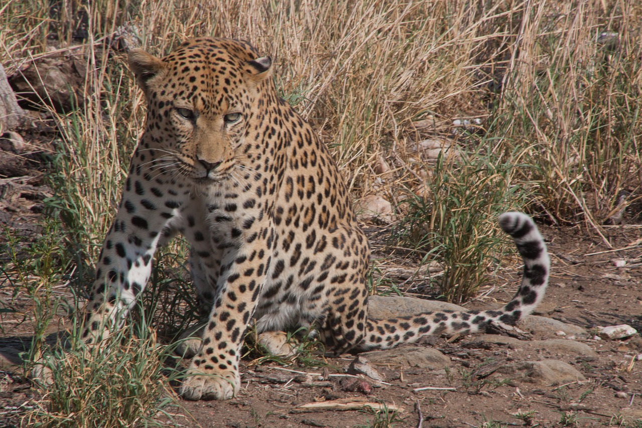 south africa  safari  leopard free photo