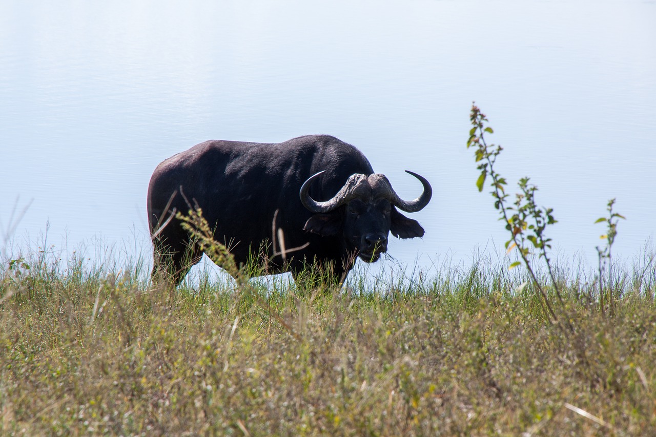 south africa  safari  buffalo free photo